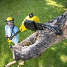 Why Choose Our Tree Removal Services in Casselton, ND?