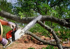 Best Seasonal Cleanup (Spring/Fall)  in Casselton, ND