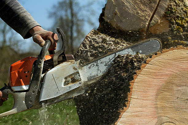 Trusted Casselton, ND Tree Services Experts